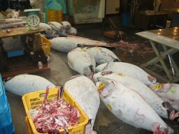 Big tuna